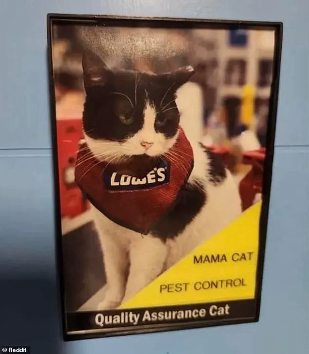 Beloved 'Quality Assurance Cat' Mama Cat Faced Outcry After Being Fired from Lowe's Store in Alabama