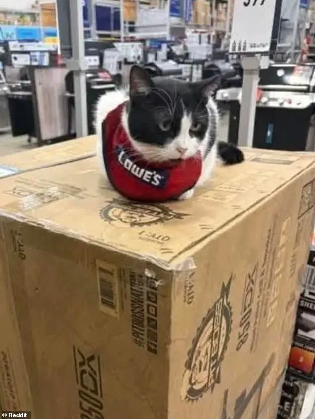 Beloved 'Quality Assurance Cat' Mama Cat Faced Outcry After Being Fired from Lowe's Store in Alabama