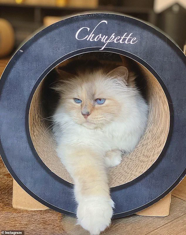 Estate Dispute Over Karl Lagerfeld's €200M Legacy: Will the Cat and Unusual Beneficiaries Prevail?