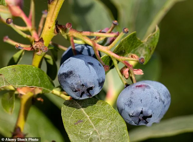Major Review Reveals Blueberries' Health Benefits and Surging Popularity