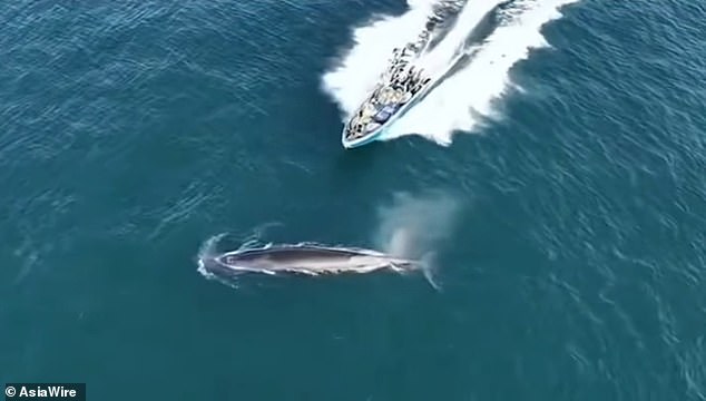 Protected Bryde's Whale Struck by Fishing Boat in Popular Weizhou Island Waters, China