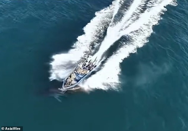 Protected Bryde's Whale Struck by Fishing Boat in Popular Weizhou Island Waters, China
