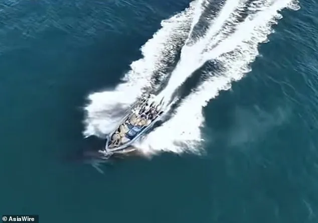 Protected Bryde's Whale Struck by Fishing Boat in Popular Weizhou Island Waters, China