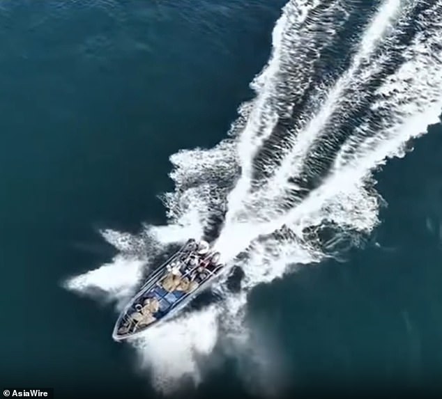 Protected Bryde's Whale Struck by Fishing Boat in Popular Weizhou Island Waters, China