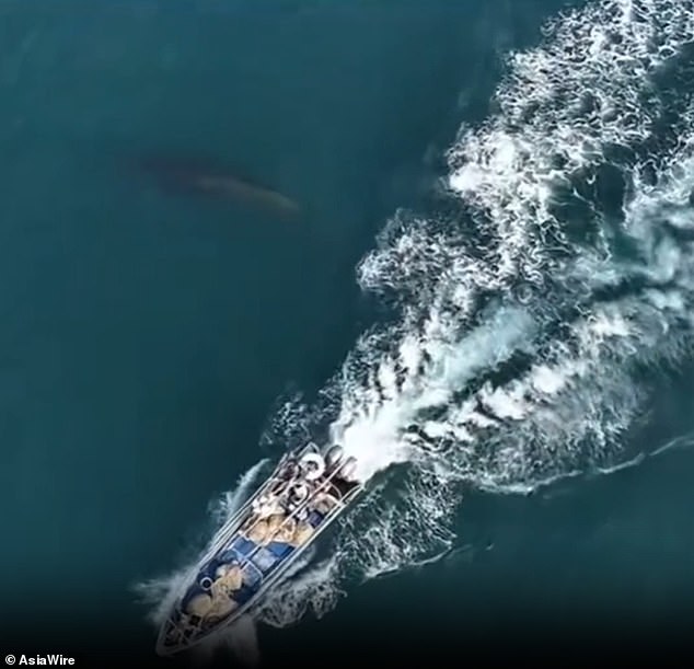 Protected Bryde's Whale Struck by Fishing Boat in Popular Weizhou Island Waters, China