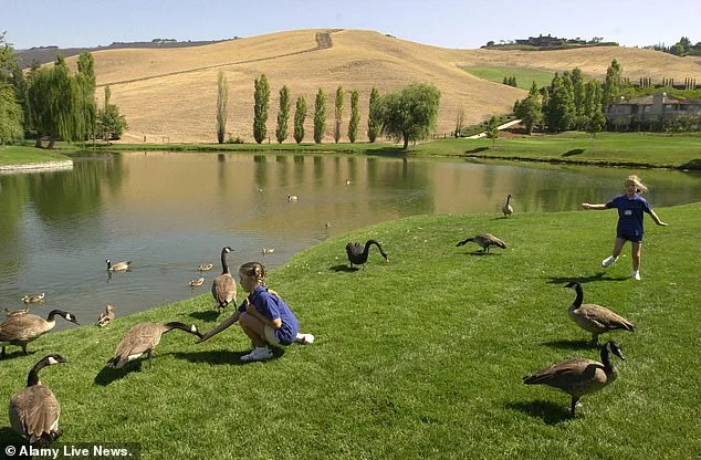 Blackhawk Country Club's Iconic Golf Course Stuck in Legal and Ecological Dilemma as Stagnant Pond Threatens Property Values