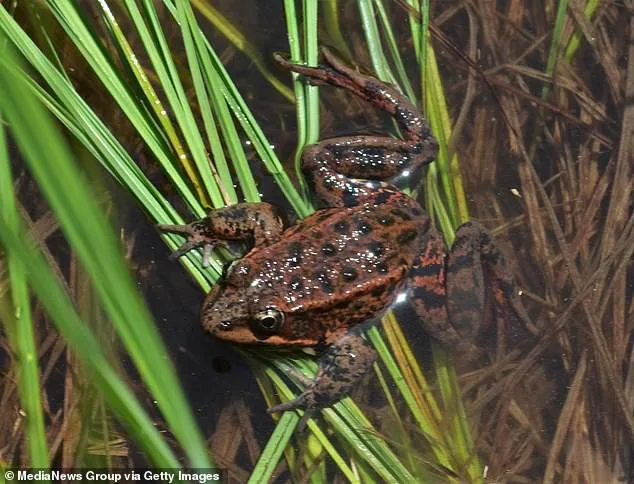 Blackhawk Country Club's Iconic Golf Course Stuck in Legal and Ecological Dilemma as Stagnant Pond Threatens Property Values