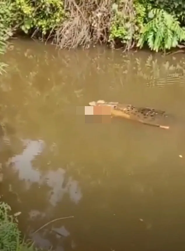 Crocodile Attack in Aceh Kills 35-Year-Old Housewife, Authorities Warn After Shocking Video Footage