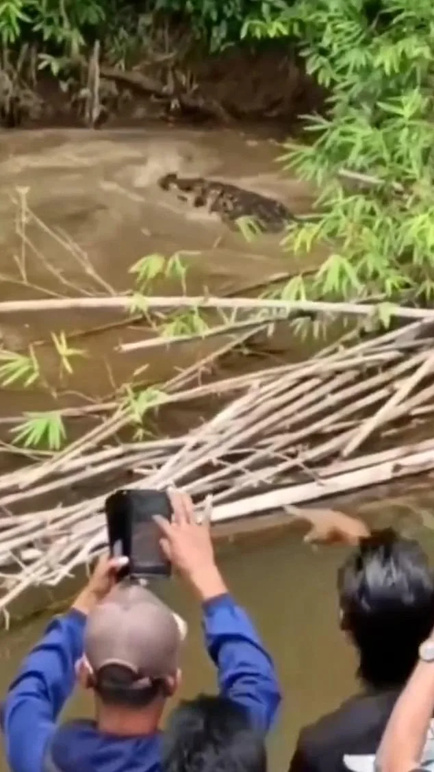 Crocodile Attack in Aceh Kills 35-Year-Old Housewife, Authorities Warn After Shocking Video Footage