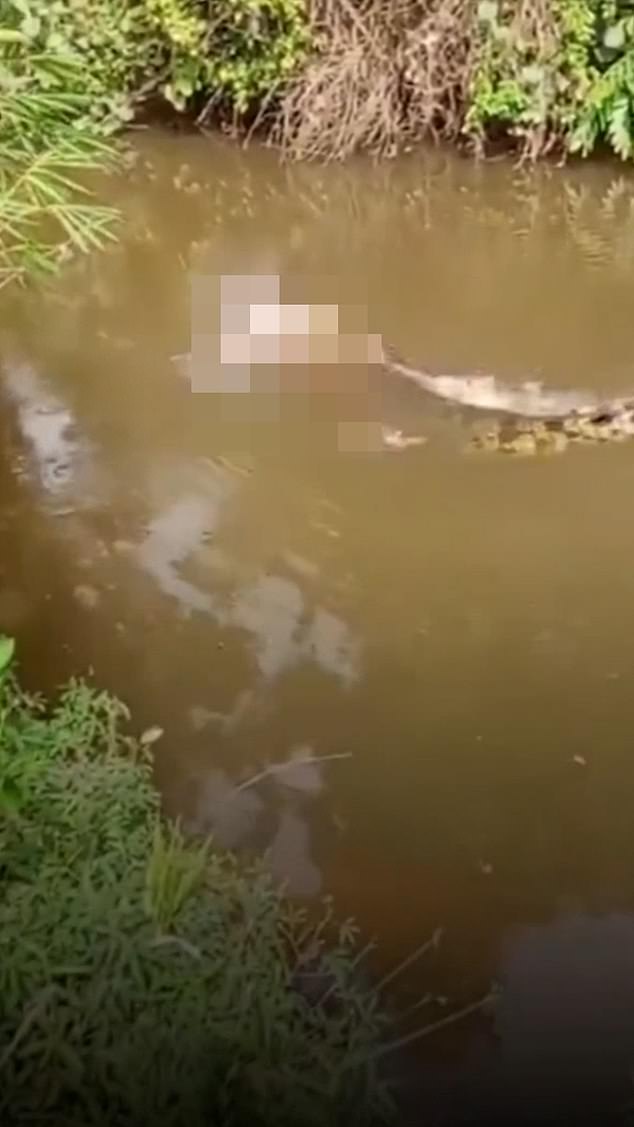 Crocodile Attack in Aceh Kills 35-Year-Old Housewife, Authorities Warn After Shocking Video Footage