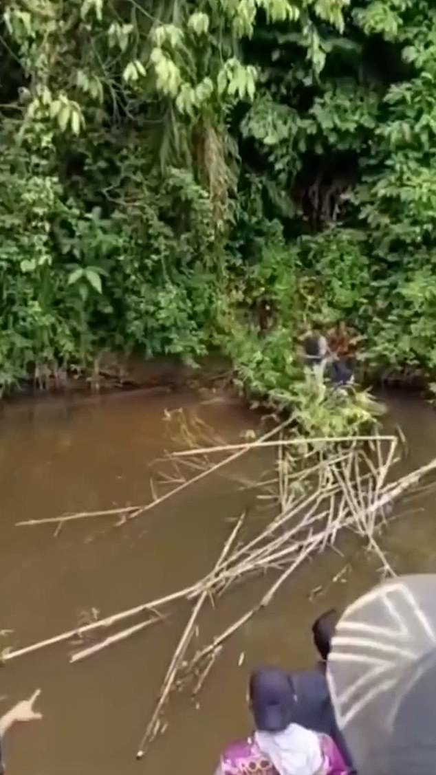 Crocodile Attack in Aceh Kills 35-Year-Old Housewife, Authorities Warn After Shocking Video Footage