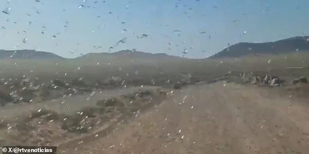 Locust Swarms Prompt 'Stay Calm' Advisories in Canary Islands as Officials Warn of Crop Threats
