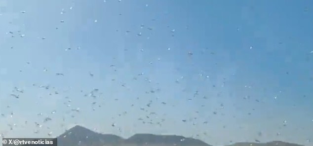 Locust Swarms Prompt 'Stay Calm' Advisories in Canary Islands as Officials Warn of Crop Threats