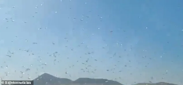 Locust Swarms Prompt 'Stay Calm' Advisories in Canary Islands as Officials Warn of Crop Threats