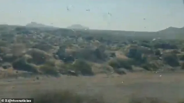 Locust Swarms Prompt 'Stay Calm' Advisories in Canary Islands as Officials Warn of Crop Threats