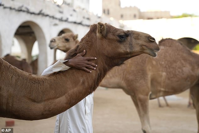Oman Camel Pageant Disqualifies 20 Camels Over Banned Cosmetic Procedures, Sparking Ethical Debate