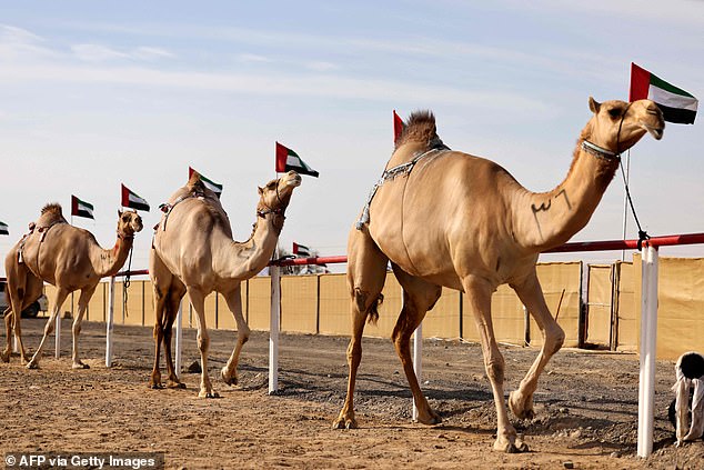 Oman Camel Pageant Disqualifies 20 Camels Over Banned Cosmetic Procedures, Sparking Ethical Debate