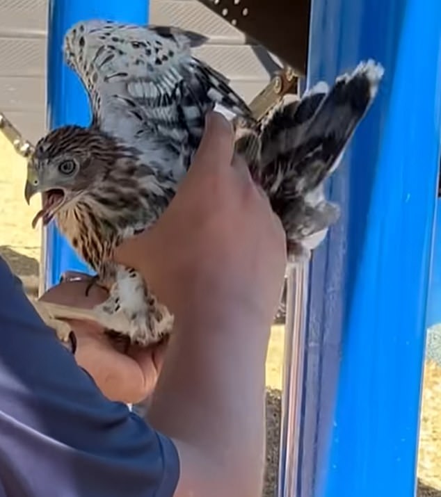 YouTube Video Leads to 45-Day Sentence for Man Who Forced Protected Hawk to Drink Alcohol