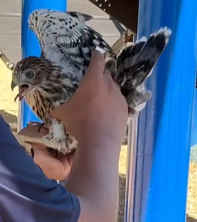YouTube Video Leads to 45-Day Sentence for Man Who Forced Protected Hawk to Drink Alcohol