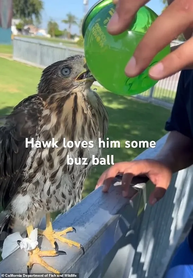 YouTube Video Leads to 45-Day Sentence for Man Who Forced Protected Hawk to Drink Alcohol