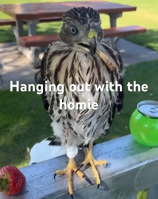 YouTube Video Leads to 45-Day Sentence for Man Who Forced Protected Hawk to Drink Alcohol