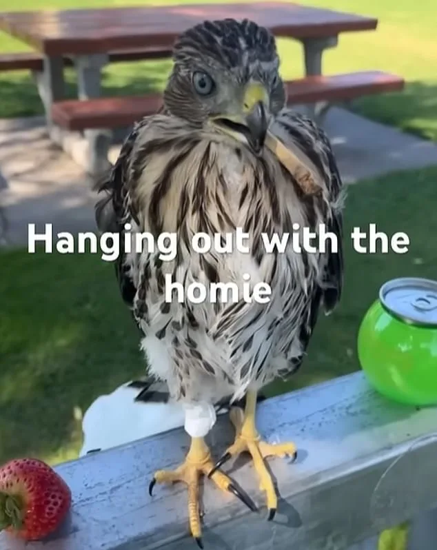 YouTube Video Leads to 45-Day Sentence for Man Who Forced Protected Hawk to Drink Alcohol
