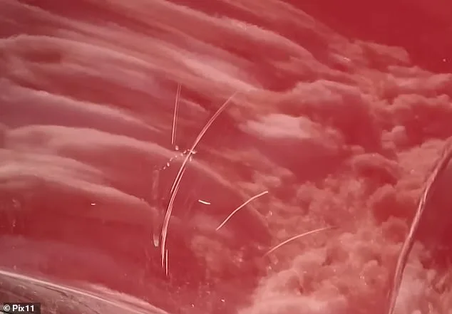 Queens Family Alleges Neighbor Intentionally Shoveled Snow on SUV, Police Inaction Follows