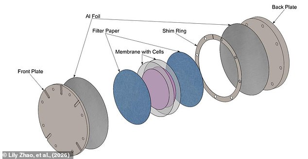 Asteroids as Cosmic Ferries: New Study Suggests Life Traveled Between Planets via Space Rocks