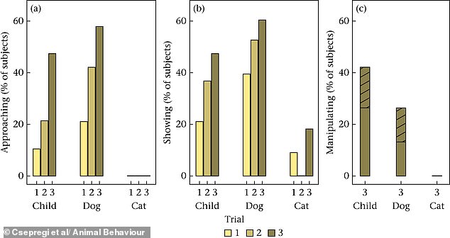 Study Challenges Assumptions: Domestic Cats Are More Self-Reliant Than Previously Believed