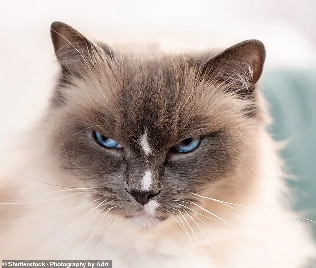 Study Challenges Assumptions: Domestic Cats Are More Self-Reliant Than Previously Believed