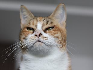 Study Challenges Assumptions: Domestic Cats Are More Self-Reliant Than Previously Believed