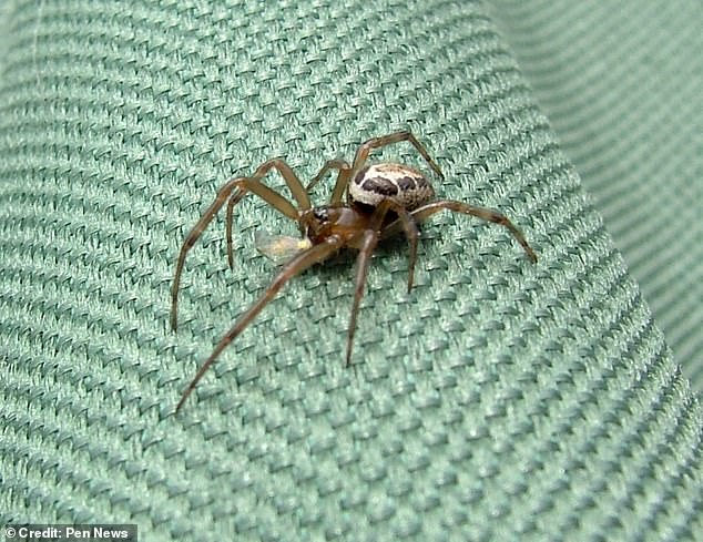 Coventry Man's Severe Infection After Spider Bite Highlights Spread of False Widow Spiders