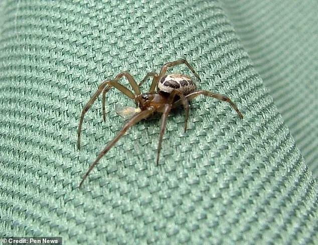 Coventry Man's Severe Infection After Spider Bite Highlights Spread of False Widow Spiders