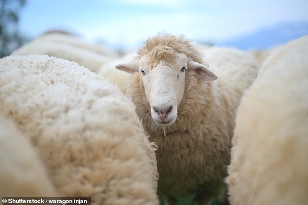 Oxford English Dictionary Under Fire: PETA Pushes to Redefine 'Wool' to Include Plant-Based Alternatives