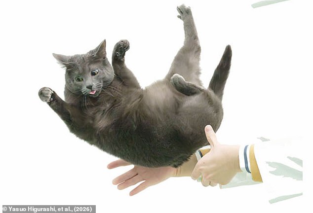 Yamaguchi University Researchers Unlock Secret of Cats' Mid-Air Agility, Solving 19th-Century Mystery