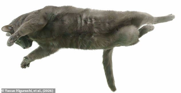 Yamaguchi University Researchers Unlock Secret of Cats' Mid-Air Agility, Solving 19th-Century Mystery