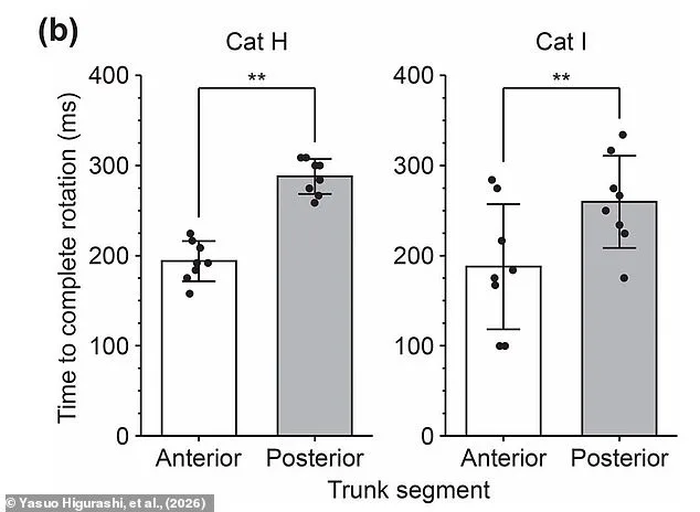 Yamaguchi University Researchers Unlock Secret of Cats' Mid-Air Agility, Solving 19th-Century Mystery