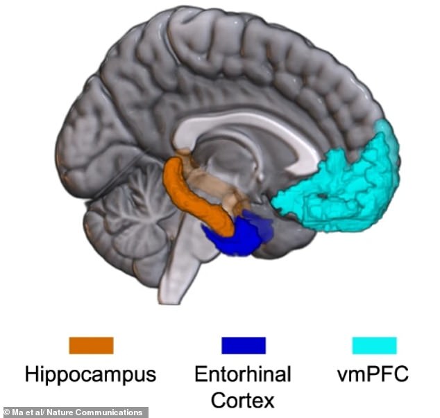 AI Reveals Brain's Emotional Clusters: New Insights for Mental Health Treatment