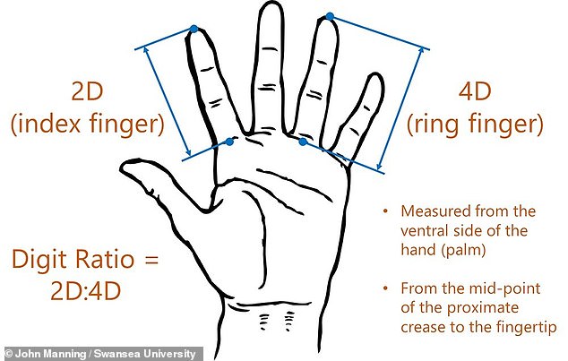 Finger Length Ratio May Signal Sexual Orientation, Study Suggests