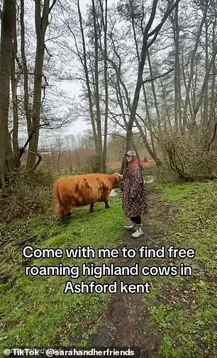 Highland Cows Trend on TikTok as Conservationists Sound Alarm Over Visitor Impact