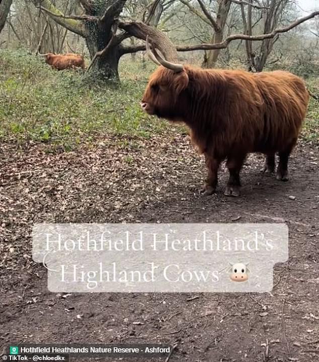 Highland Cows Trend on TikTok as Conservationists Sound Alarm Over Visitor Impact