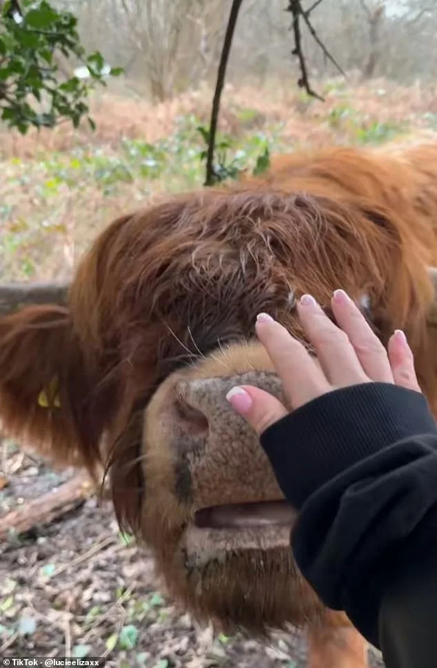 Highland Cows Trend on TikTok as Conservationists Sound Alarm Over Visitor Impact