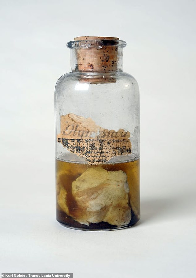 The Kentucky Meat Shower: A Baffling 1876 Mystery That Left Scientists Stumped