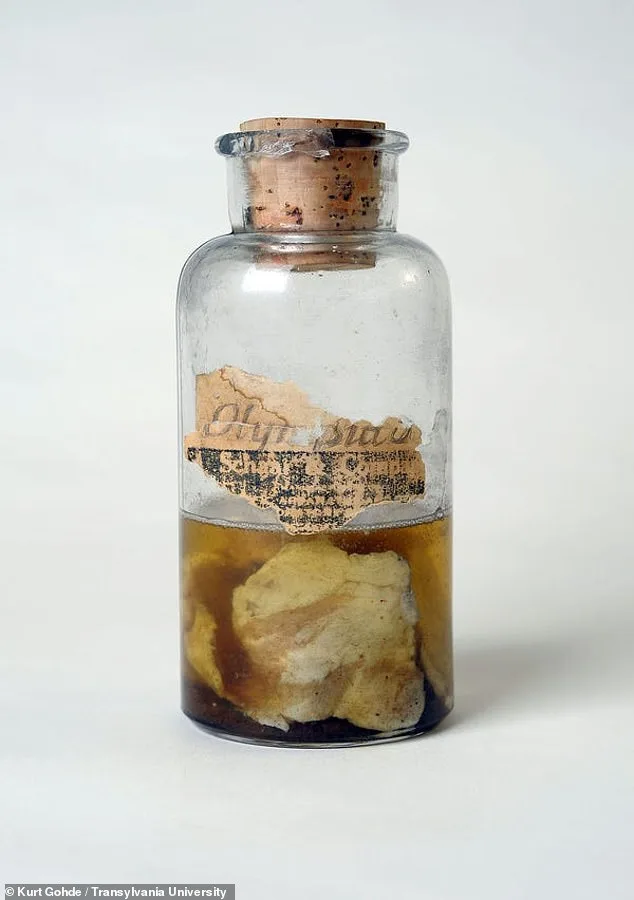 The Kentucky Meat Shower: A Baffling 1876 Mystery That Left Scientists Stumped