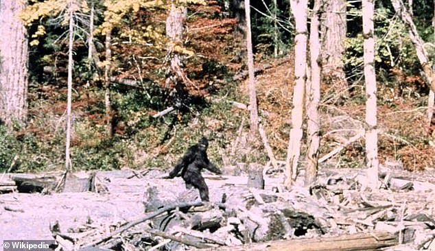 Ohio Bigfoot 'Flap': Eight Sightings in Four Days Spark Debate