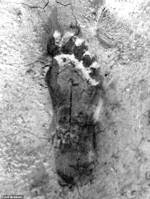 Ohio Bigfoot 'Flap': Eight Sightings in Four Days Spark Debate