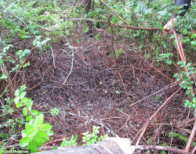 Ohio Bigfoot 'Flap': Eight Sightings in Four Days Spark Debate