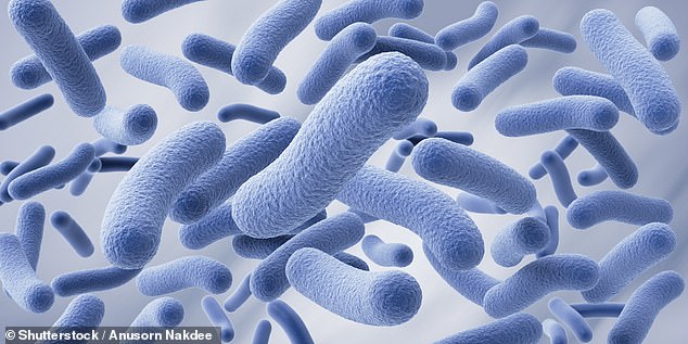 Ancient Korean Kimchi: Fermented Superfood Combats Chronic Diseases at Just $5 Per Jar