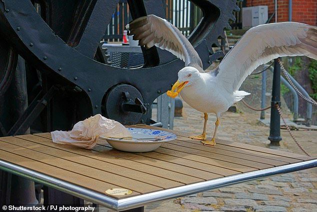 New Jersey Father Faces Backlash Over Lenient Sentence for Decapitating Seagull That Stole Daughter's Fries