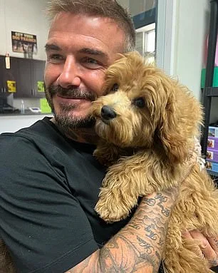 Cockapoos: 44% Higher Behavioral Issues Despite Celebrity Popularity